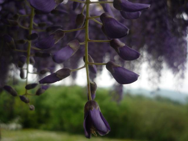 Country House "Locanda Le Querce" Affittacamere Frontino Esterno foto